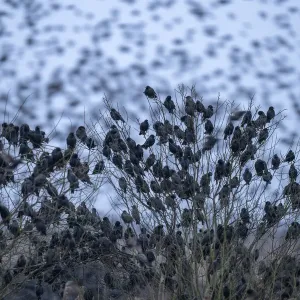 Common starling (Sturnus vulgaris) flock gathering in their thousands at their roosting place, De Houtwiel Nature Reserve, The Netherlands, Europe. February Common starling (Sturnus vulgaris) flock gathering in their thousands at their roosting place, De Houtwiel Nature Reserve, The Netherlands, Europe. February
