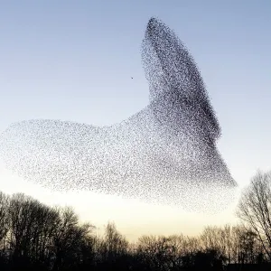 Common starling (Sturnus vulgaris) murmuration, flock pursued by Peregrine falcon