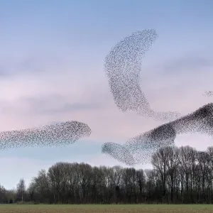 Common starling (Sturnus vulgaris) murmuration, flocks gathering above trees before Common starling (Sturnus vulgaris) murmuration, flocks gathering above trees before