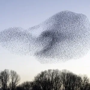 Common starling (Sturnus vulgaris) murmuration, flock gathering above trees before Common starling (Sturnus vulgaris) murmuration, flock gathering above trees before