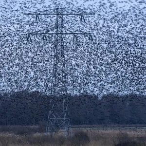 Common starling (Sturnus vulgaris) murmuration in between high voltage powerlines and electricity pylons, The Netherlands, Europe. February Common starling (Sturnus vulgaris) murmuration in between high voltage powerlines and electricity pylons, The Netherlands, Europe. February