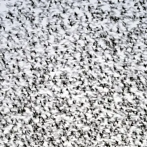 Common starlings (Sturnus vulgaris) large murmuration gathering before landing at winter roost, The Netherlands. Vogelwarte Photo Competition 2022 - Emotion category - Finalist Common starlings (Sturnus vulgaris) large murmuration gathering before landing at winter roost, The Netherlands. Vogelwarte Photo Competition 2022 - Emotion category - Finalist