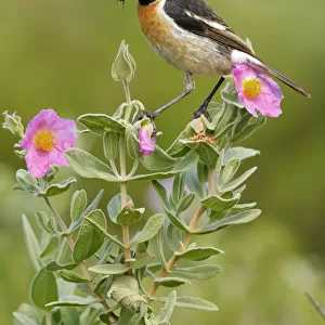 Common stonechat (Saxicola torquata) with prey on flowers, Sierra de Grazalema Natural Park