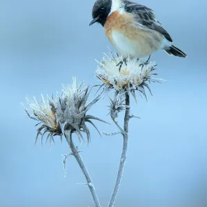 Common stonechat (Saxicola torquata) on frosty flower head in winter, Sierra de Common stonechat (Saxicola torquata) on frosty flower head in winter, Sierra de