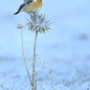 Common stonechat (Saxicola torquata) on frozen and dry thistle. Sierra de Grazalema Natural Park Common stonechat (Saxicola torquata) on frozen and dry thistle. Sierra de Grazalema Natural Park