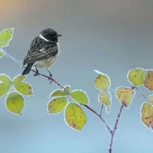 Common stonechat (Saxicola torquata) male perched on bramble, Sierra de Grazalema Natural Park Common stonechat (Saxicola torquata) male perched on bramble, Sierra de Grazalema Natural Park