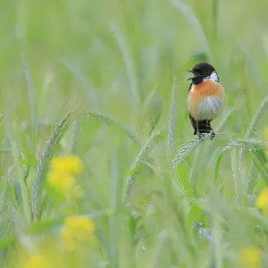 Common stonechat (saxicola torquata) male singing from green wheat, Sierra de Grazalema Common stonechat (saxicola torquata) male singing from green wheat, Sierra de Grazalema