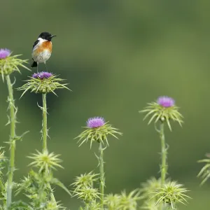 Common stonechat (Saxicola torquata) male on thistle. Sierra de Grazalema Natural Park Common stonechat (Saxicola torquata) male on thistle. Sierra de Grazalema Natural Park
