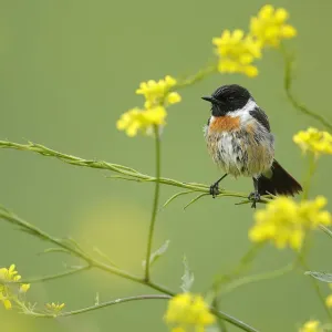Common stonechat (Saxicola torquata) peched in brassica flowers, Sierra de Grazalema Natural Park Common stonechat (Saxicola torquata) peched in brassica flowers, Sierra de Grazalema Natural Park