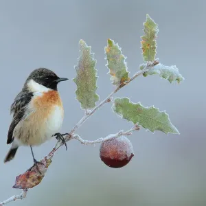 Common stonechat (Saxicola torquata) perched on frozen branch of Portuguese oak Common stonechat (Saxicola torquata) perched on frozen branch of Portuguese oak