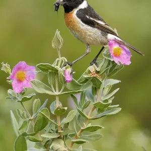 Common stonechat (Saxicola torquata) with prey on flowers, Sierra de Grazalema Natural Park Common stonechat (Saxicola torquata) with prey on flowers, Sierra de Grazalema Natural Park