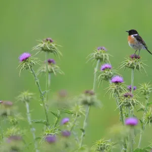 Common stonechat Print on thistle Common stonechat Print on thistle