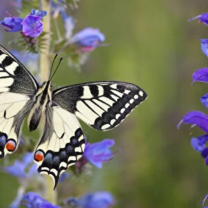 Common Swallowtail Butterfly (Papilio machaon) resting on Vipers Bugloss / Blueweed