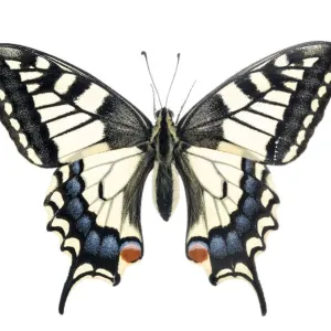 Common swallowtail butterfly (Papilio machaon), Lorsch, Hessen, Germany. Meetyourneighbours Common swallowtail butterfly (Papilio machaon), Lorsch, Hessen, Germany. Meetyourneighbours
