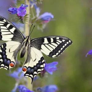 Common Swallowtail Butterfly (Papilio machaon) resting on Vipers Bugloss / Blueweed Common Swallowtail Butterfly (Papilio machaon) resting on Vipers Bugloss / Blueweed