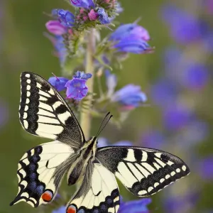 Common Swallowtail Butterfly (Papilio machaon) resting on Vipers Bugloss / Blueweed Common Swallowtail Butterfly (Papilio machaon) resting on Vipers Bugloss / Blueweed