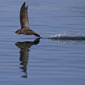 Common Swift (Apus apus) in flight reflected in water, Norfolk, England, UK. July