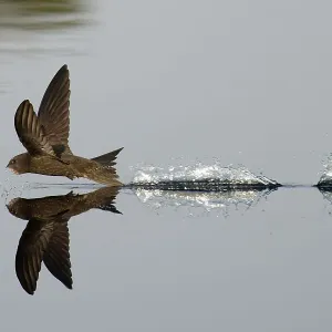Common Swift Print: Skimming Water Surface Common Swift Print: Skimming Water Surface