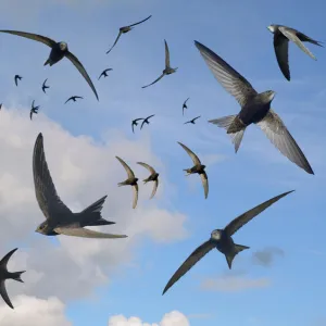 Common swifts (Apus apus) flying overhead, Wiltshire, UK, June. Digital composite image