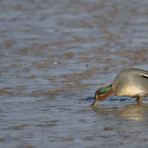 Common teal (Anas crecca) drake feeding on mudflats, The Wash, Norfolk, England, UK