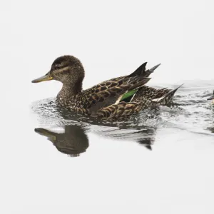 Common Teal (Anas crecca) female with ducklings, Finland June