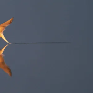 Common tern (Sterna hirundo) catching a mayfly, Hjalstaviken, Uppland, Sweden