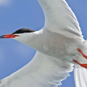 Common tern (Sterna hirundo) close up in flight, Tenerife, Canary Islands