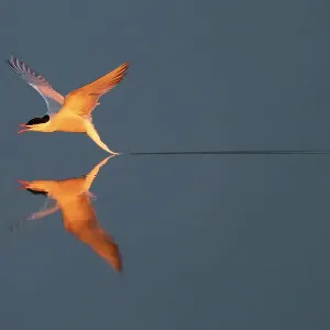 Common tern in flight over water, Hjalstaviken, Sweden Print Common tern in flight over water, Hjalstaviken, Sweden Print