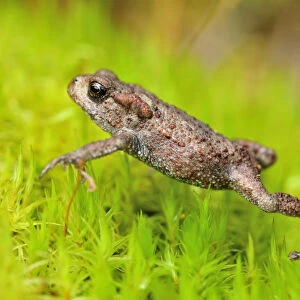 Common Toad (Bufo bufo) juvenile toadlet walking over moss in birchwood in late summer