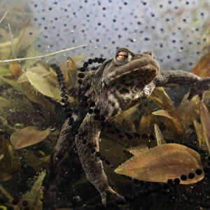 Common toad (Bufo bufo) in a pond, with toad spawn and frogspawn, Coldharbour, Surrey