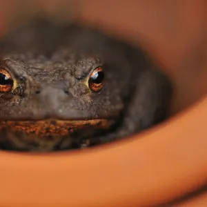 Common Toad (Bufo bufo) resting in a plant pot. Perthshire, Scotland, April