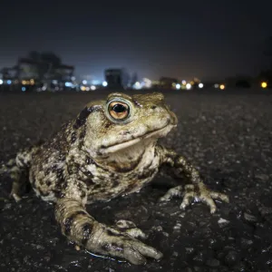 Common toad (Bufo bufo) with urban lights behind, Bristol, UK