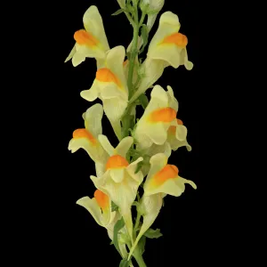 Common toadflax (Linaria vulgaris), orange nectar guides on lower lip and long spur