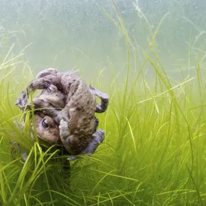 Common toads in mating ball underwater print Common toads in mating ball underwater print