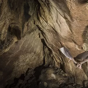 Common vampire bat (Desmodus rotundus) exiting cave, Costa Rica, March 2014