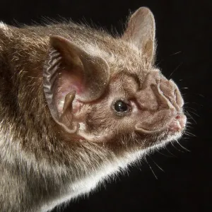 Common vampire bat Print, portrait Common vampire bat Print, portrait