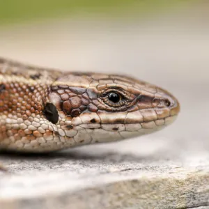 Common or Viviparous lizard (Lacerta vivipara) basking on fence post, Arne RSPB reserve