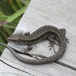 Common viviparous lizard (Lacerta vivipara) on wood, Surrey, England, September