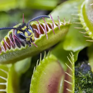 Common wasp caught in a Venus flytrap print Common wasp caught in a Venus flytrap print