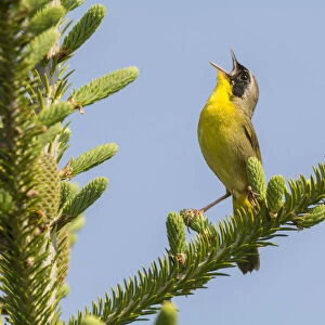 Common yellow throat (Geothlypis trichas) male, singing, Anchorage Provincial Park