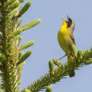 Print of a Common yellow throat male in song Print of a Common yellow throat male in song
