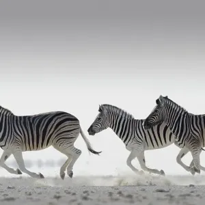 Drei häufige Zebras (Equus quagga) laufen in der Nähe von Namibia Drei häufige Zebras (Equus quagga) laufen in der Nähe von Namibia