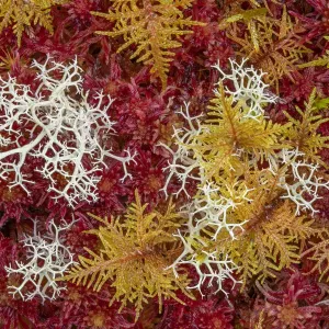 Red Sphagnum Moss Print Red Sphagnum Moss Print