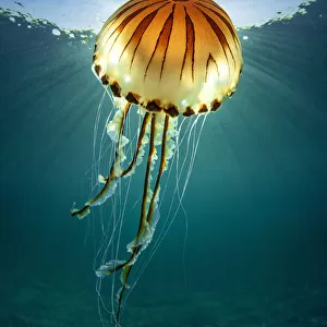 Compass jellyfish (Chrysaora hysoscella) with sunburst close to the surface, Cornwall, UK