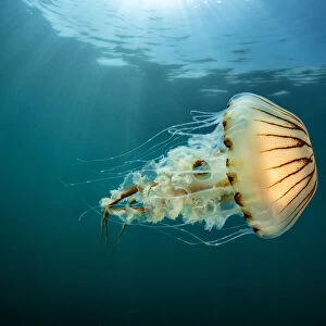 Compass jellyfish (Chrysaora hysoscella) swimming near the surface, Cornwall, UK