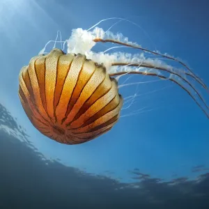Medusa de la corriente (Chrysaora hysoscella) alimentándose de plancton cerca de la superficie, Falmouth, Canal Inglés, Cornualles, Reino Unido. Julio.