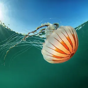 Compass jellyfish (Chrysaora hysoscella) with sunburst close to the surface, Talland Bay, Cornwall, UK, English Channel Compass jellyfish (Chrysaora hysoscella) with sunburst close to the surface, Talland Bay, Cornwall, UK, English Channel