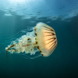 Compass jellyfish (Chrysaora hysoscella) swimming near the surface, Cornwall, UK Compass jellyfish (Chrysaora hysoscella) swimming near the surface, Cornwall, UK
