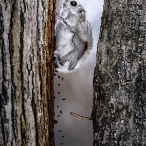 Composite image showing Siberian flying squirrel (Pteromys volans orii) defecating for duration of about twenty seconds after emerging from nest to forage. Hokkaido, Japan. March Composite image showing Siberian flying squirrel (Pteromys volans orii) defecating for duration of about twenty seconds after emerging from nest to forage. Hokkaido, Japan. March