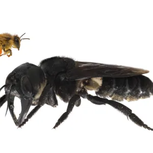 Composite image of Wallaceas giant bee (Megachile pluto) with European honey bee (Apis melifera)